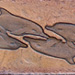 Dolphin Border